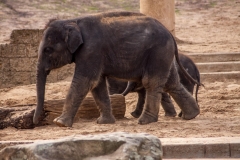 Elefanten Kinder