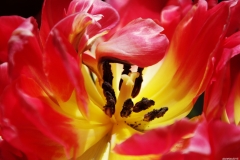 Aufgeblühte-Tulpe