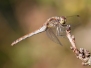  Makrofotos lebende Insekten - März